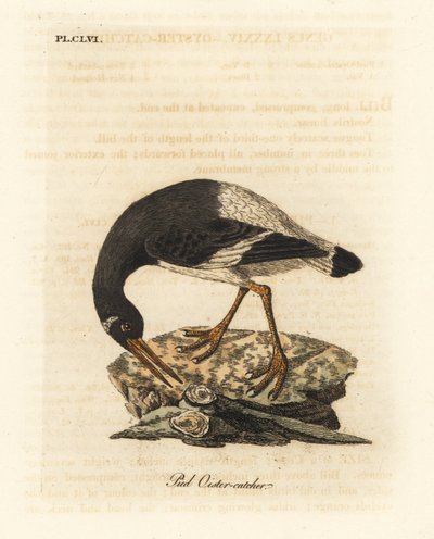ユーラシアまたは足のミヤコドリ、Haematopus ostralegus。 ジョン・レイサムが自身の鳥類の一般史、ウィンチェスターから描いて彫刻した手彩色の銅版 作： John Latham