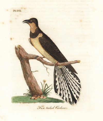 扇尾カッコウ、Cacomantis flabelliformis。 ジョン・レイサムが自身の『鳥の一般史』ウィンチェスターから描いて彫刻した手彩色の銅版 作： John Latham