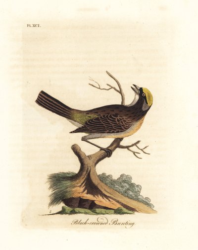 ゴールデンクラウン スズメ、ゾノトリキア アトリカピラ (クロクラウン ホオジロ、Emberiza atricapilla)。 ジョン・レイサムが自身の鳥類の一般史、ウィンチェスターから描いて彫刻した手彩色の銅版 作： John Latham