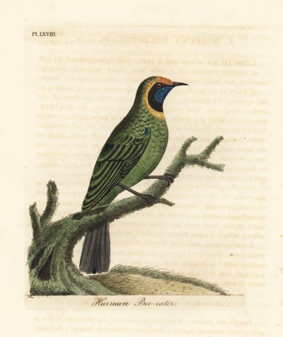 黄金のハコドリ、Chloropsis aurifrons。 (Hurruwa bee-eater、インド。) John Latham が自作の A General History of Birds、ウィンチェスターから描き、彫刻した手彩色の銅版 作： John Latham