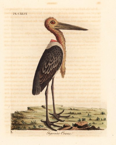 大副官、レプトプティロス怪しげ。 絶滅危惧種。 (巨大なツル、Ardea argala。) John Latham が自身の A General History of Birds、Winchester から描き、彫刻した手彩色の銅版画 作： John Latham