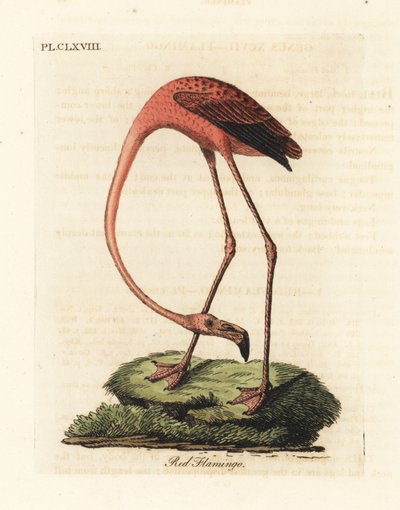 オオフラミンゴ、Phoenicopterus roseus、またはアメリカのフラミンゴ、Phoenicopterus ruber (アカフラミンゴ、Phoenicopterus ruber)。 ジョン・レイサムが自身の鳥類の一般史、ウィンチェスターから描いて彫刻した手彩色の銅版 作： John Latham
