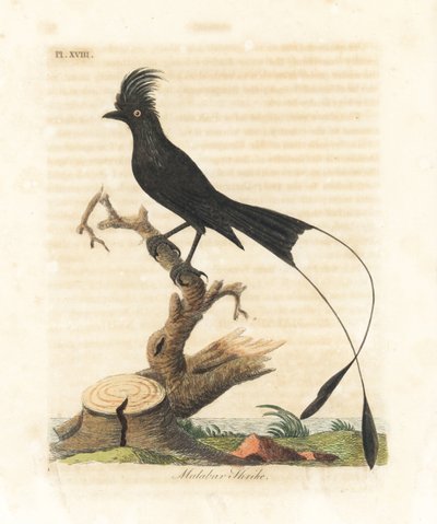 オオウコン、Dicrurus paradiseus (Malabar shrike、Lanius malabaricus)。 ジョン・レイサムが自身の鳥類の一般史、ウィンチェスターから描いて彫刻した手彩色の銅版 作： John Latham