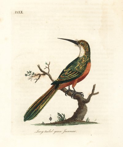 緑尾のジャカマール、Galbula galbula (ロングテールの緑のジャカマール、Galbula viridis)。 ジョン・レイサムが自身の鳥類の一般史、ウィンチェスターから描いて彫刻した手彩色の銅版 作： John Latham