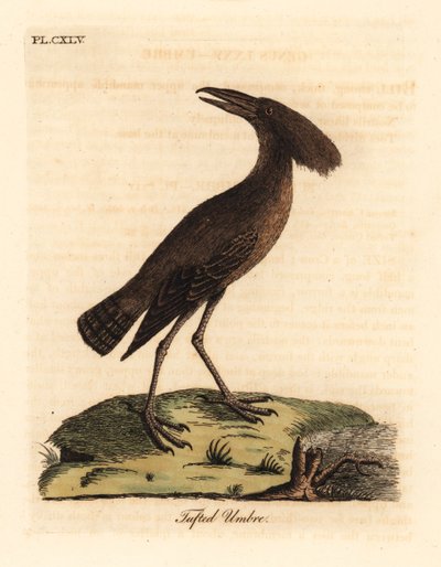 シュモクザメ、Scopus umbretta (タフテッド umbre)。 ジョン・レイサムが自身の鳥類の一般史、ウィンチェスターから描いて彫刻した手彩色の銅版 作： John Latham