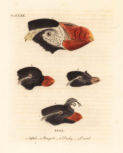 房状ツノメドリ Fratercula cirrhata 1、インコ アウクレット Aethia psittacula 2、カンムリ アウクレット Aethia cristatella 3,4 の頭部。 (房状の awk、Alca cirrhata 1、Parrot awk、Alca psittacula 2、Dusky awk、Alca tetracula 3、Crested awk、Alca cristatella 作： John Latham