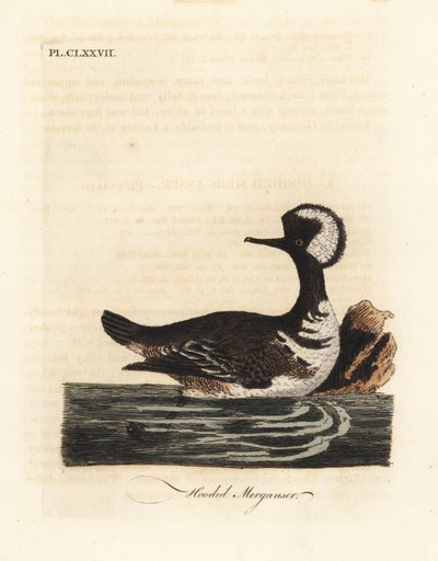 フード付きアイサ、Lophodytes cucullatus (Mergus cucullatus)。 ジョン・レイサムが自身の鳥類の一般史、ウィンチェスターから描いて彫刻した手彩色の銅版 作： John Latham
