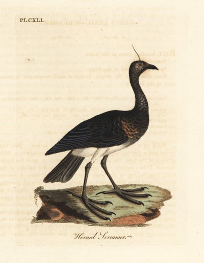 角のあるスクリーマー、Anhima cornuta (Palamedea cornuta)。 ジョン・レイサムが自身の鳥類の一般史、ウィンチェスターから描いて彫刻した手彩色の銅版 作： John Latham
