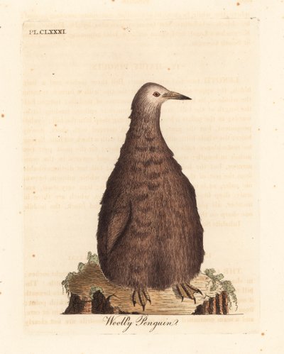 キング ペンギン、Aptenodytes patagonicus、少年 (ウーリー ペンギン)。 ジョン・レイサムが自身の鳥類の一般史、ウィンチェスターから描いて彫刻した手彩色の銅版 作： John Latham