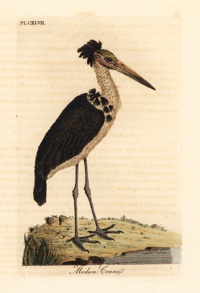 レッサーアジュタント、Leptoptilos javanicus。 脆弱。 (Modun skull.) John Latham が自身の A General History of Birds, Winchester から描き、彫刻した手彩色の銅版 作： John Latham