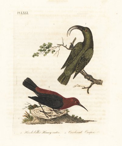 レッサー アキアロア、Hemignathus obscurus (絶滅) および枢機卿ミゾメラ、Myzomela cardinalis。 (ハワイ原産のハチハチミツバチ Certhia obscura と、バヌアツのタンナ原産のカーディナル ハニーイーター Certhia cardinalis。) 手彩色の銅版 作： John Latham