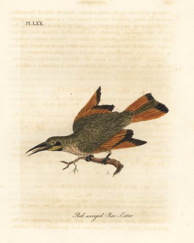 小さなハチクイ、Merops pusillus (赤翼ハチクイ、Merops erythropterus)。 アフリカ。 ジョン・レイサムが自身の鳥類の一般史、ウィンチェスターから描いて彫刻した手彩色の銅版 作： John Latham