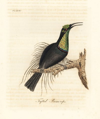 壮大なライフルバード、Ptiloris magnificus (房状の promerops)。 Bullock