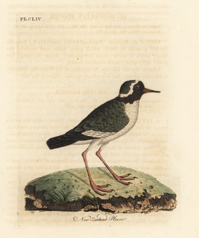 ニュージーランドチドリ、Charadrius あいまい (Charadrius novae Zealandiae)。 絶滅危惧種。 ジョン・レイサムが自身の鳥類の一般史、ウィンチェスターから描いて彫刻した手彩色の銅版 作： John Latham