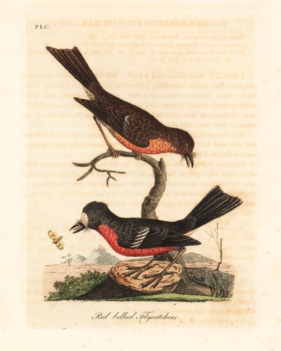 ノーフォーク パシフィック ロビン、ペトロイカ マルチカラー マルチカラー (アカハラヒタキ、Muscicapa erythrogastra)。 ジョン・レイサムが自身の鳥類の一般史、ウィンチェスターから描いて彫刻した手彩色の銅版 作： John Latham