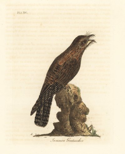 北ポトゥー、Nyctibius jamaicensis (ジャマイカ ゴーアッカー、Caprimulgus jamaicensis)。 ジョン・レイサムが自身の鳥類の一般史、ウィンチェスターから描いて彫刻した手彩色の銅版 作： John Latham