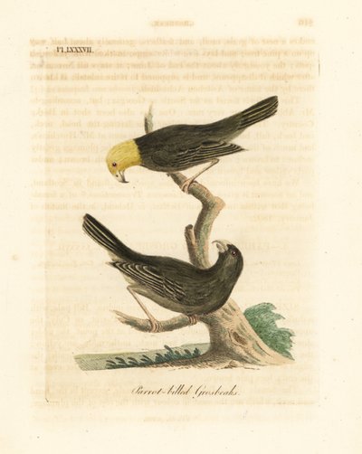 または、Psittirostra psittacea、オス (上) とメス。 絶滅危惧種、絶滅の可能性あり。 (オウムハシグロスビーク、Loxia psittacea)。 ジョン・レイサムが自身の鳥類の一般史、ウィンチェスターから描いて彫刻した手彩色の銅版 作： John Latham