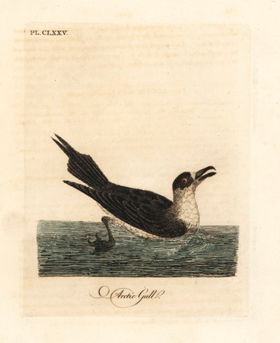 寄生イェーガー、ホッキョクスクアまたは寄生スクア、Stercorarius parasiticus (北極カモメ、Larus parasiticus)。 ジョン・レイサムが自身の鳥類の一般史、ウィンチェスターから描いて彫刻した手彩色の銅版 作： John Latham
