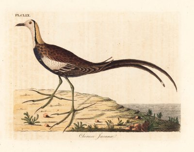 キジ尾ジャカナ、Hydrophasianus surgus (チャイニーズジャカナ、Parra sinensis)。 ジョン・レイサムが自身の鳥類の一般史、ウィンチェスターから描いて彫刻した手彩色の銅版 作： John Latham