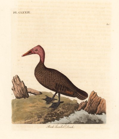 ピンク頭のアヒル、Rhodonessa caryophyllacea (Anas caryophyllacea)。 1950年代以降絶滅。 ジョン・レイサムが自身の鳥類の一般史、ウィンチェスターから描いて彫刻した手彩色の銅版 作： John Latham