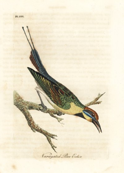 虹ハチクイ、Merops ornatus (斑入りハチクイ)。 オーストラリア。 ジョン・レイサムが自身の鳥類の一般史、ウィンチェスターから描いて彫刻した手彩色の銅版 作： John Latham