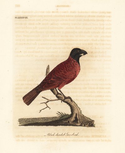 赤と黒のグロスビーク、Periporphyrus erythromelas。 ほぼ脅迫。 (Black-headed grosbeak, Loxia erythromelas.) John Latham が自作の A General History of Birds, Winchester から描き、彫刻した手彩色の銅版画 作： John Latham