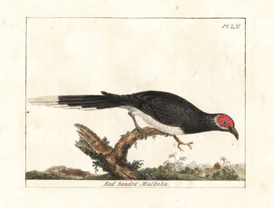 赤面マルコハ、Phaenicophaeus pyrrhocephalus。 脆弱。 (Red-headed malkoha, Cuculus pyrrhocephalus.) John Latham が彼自身の A General History of Birds, Winchester から描き、彫刻した手彩色の銅版画 作： John Latham