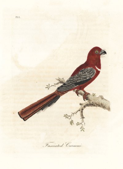 赤毛のトロゴン、Harpactes erythrocephalus (Fasciated curucui、Trogon fasciatus)。 ジョン・レイサムが自身の鳥類の一般史、ウィンチェスターから描いて彫刻した手彩色の銅版 作： John Latham