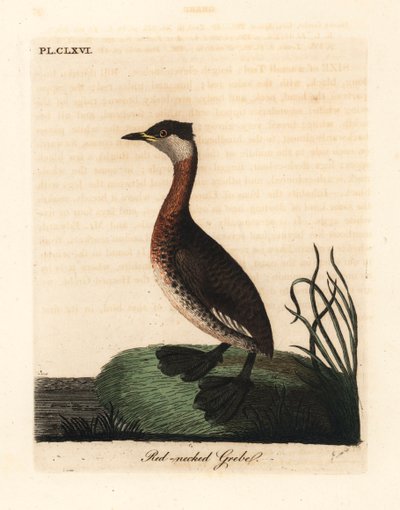 アカクビカイツブリ、Podiceps grisegena (Podiceps rubricollis)。 ジョン・レイサムが自身の鳥類の一般史、ウィンチェスターから描いて彫刻した手彩色の銅版 作： John Latham