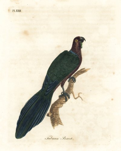 赤く輝くオウム、Pyrrhulopsis tabuensis (タブアン オウム、Psittacus tabuensis)。 ジョン・レイサムが自身の鳥類の一般史、ウィンチェスターから描いて彫刻した手彩色の銅版 作： John Latham