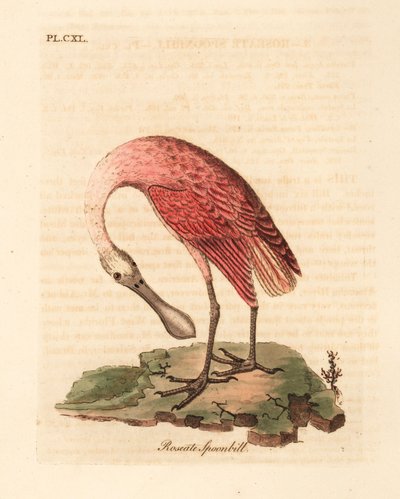 ベニヘラサギ、Platalea ajaja。 ジョン・レイサムが自身の鳥類の一般史、ウィンチェスターから描いて彫刻した手彩色の銅版 作： John Latham