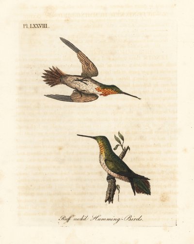 Rufous ハチドリ、Selasphorus rufus (ラフネック ハチドリ、Trochilus collaris)。 男性と女性。 ジョン・レイサムが自身の鳥類の一般史、ウィンチェスターから描いて彫刻した手彩色の銅版 作： John Latham