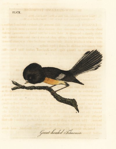 南島 tomit、Petroica macrocephala macrocephala (シジュウカラ、Parus macrocephalus)。 ニュージーランド原産。 ジョン・レイサムが自身の鳥類の一般史、ウィンチェスターから描いて彫刻した手彩色の銅版 作： John Latham