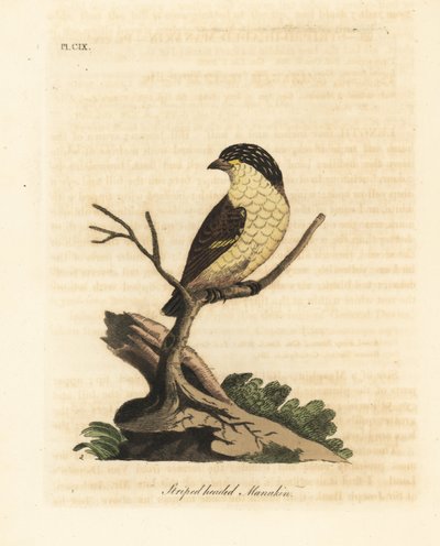 縞模様の pardalote、Pardalotus striatus (縞頭マナキン、Pipra striata)。 ジョン・レイサムが自身の鳥類の一般史、ウィンチェスターから描いて彫刻した手彩色の銅版 作： John Latham