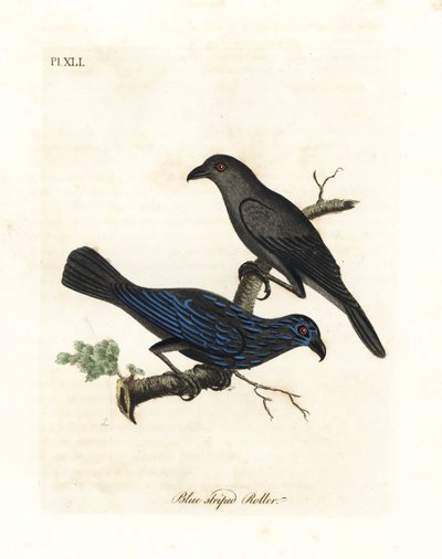 縞模様のムクドリ、Aplonis striata (ブルー ストライプ ローラー、Coracias striata)。 ジョン・レイサムが自身の鳥類の一般史、ウィンチェスターから描いて彫刻した手彩色の銅版 作： John Latham