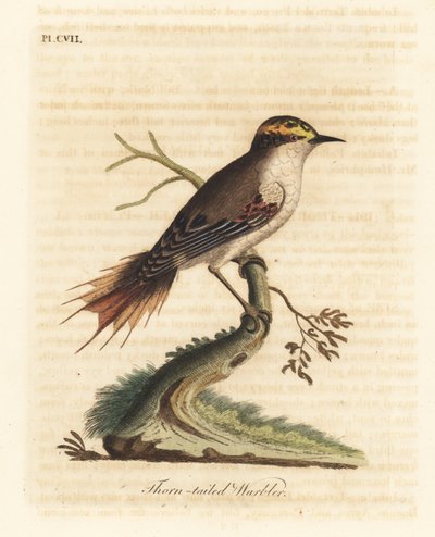 トゲ尾ラヤディト、Aphrastura spinicauda (トゲ尾ウグイス、シルビア スピニカウダ)。 ジョン・レイサムが自身の鳥類の一般史、ウィンチェスターから描いて彫刻した手彩色の銅版 作： John Latham