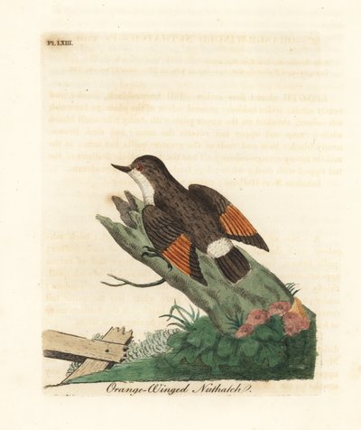 さまざまなシッテラ、Daphoenositta chrysoptera (オレンジ翼ゴジュウカラ、Sitta chrysoptera)。 ジョン・レイサムが自身の鳥類の一般史、ウィンチェスターから描いて彫刻した手彩色の銅版 作： John Latham
