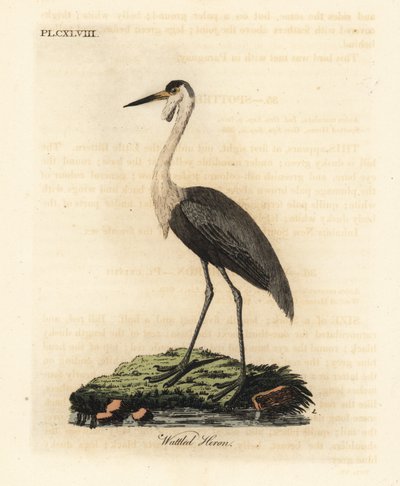 編み枝細工の頭蓋骨、Bugeranus carunculatus。 脆弱。 (アカサギ、Ardea carunculata。) John Latham が自身の A General History of Birds, Winchester から描き、彫刻した手彩色の銅版 作： John Latham