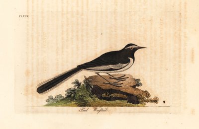 白眉鶺鴒金広い足鶺鴒、Motacilla maderaspatensis。 (インドのセキレイ)。 ジョン・レイサムが自身の鳥類の一般史、ウィンチェスターから描いて彫刻した手彩色の銅版 作： John Latham