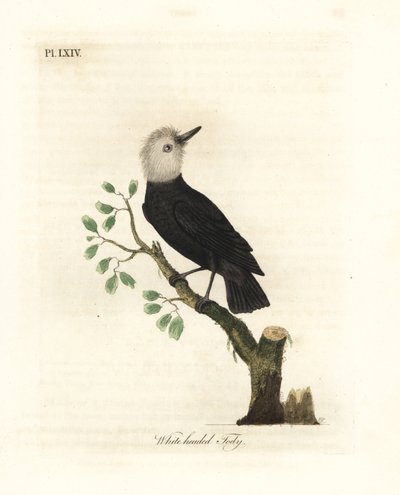 白い頭の沼地の暴君、Arundinicola leucocephala (白い頭のおもちゃ、Todus leucocephalus)。 ジョン・レイサムが自身の鳥類の一般史、ウィンチェスターから描いて彫刻した手彩色の銅版 作： John Latham