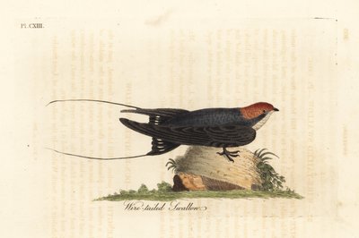 ツバメ、Hirundo smithii。 ジョン・レイサムが自身の鳥類の一般史、ウィンチェスターから描いて彫刻した手彩色の銅版 作： John Latham