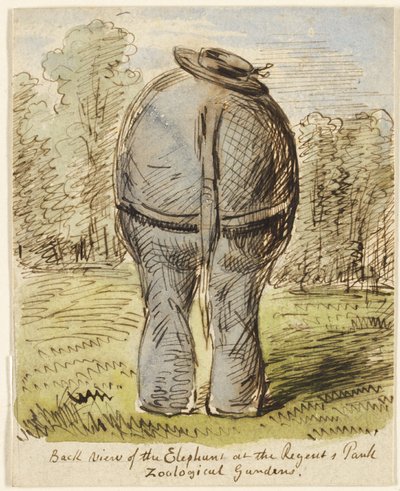 リージェンツ・パーク動物園の象の後ろ姿 作： John Leech