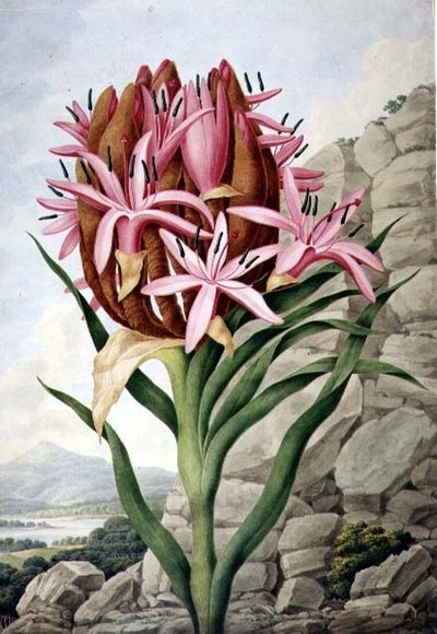 PD.757-1973 スピア・リリー(Doryanthes excellsa) 作： John Lindley