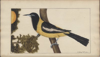 「ジャマイカの遺産」、第5巻のページ 作： John Lindsay