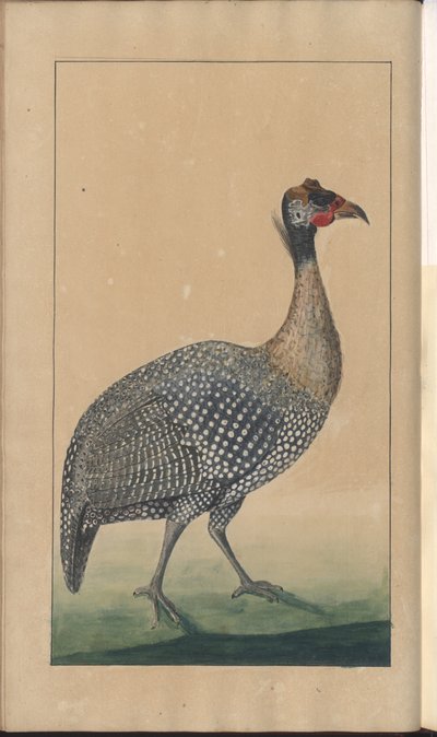 「ジャマイカの遺産」、第5巻のページ 作： John Lindsay