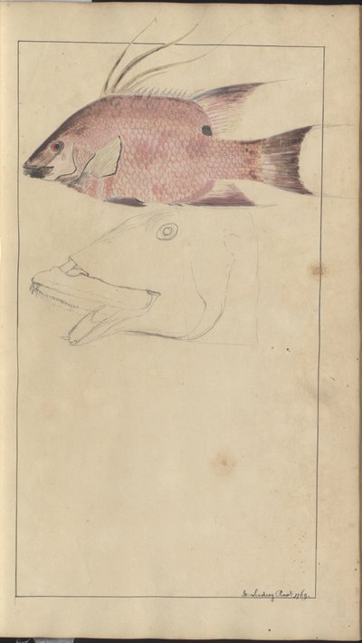 Lindsay DrawingsVol。 VII 作： John Lindsay