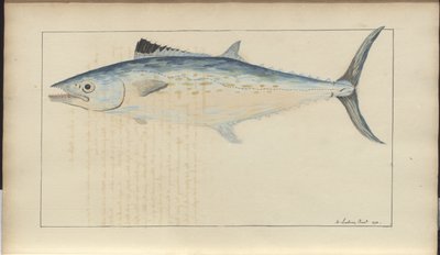 Lindsay DrawingsVol。 VII 作： John Lindsay