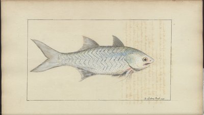 Lindsay DrawingsVol。 VII 作： John Lindsay