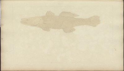 Lindsay DrawingsVol。 VII、22 作： John Lindsay