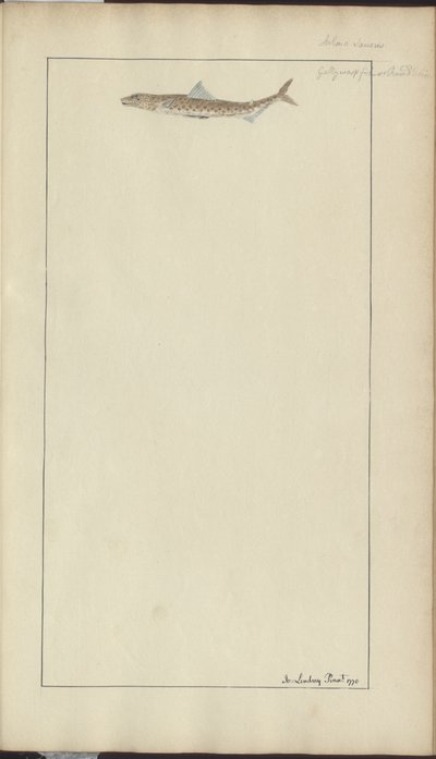 Lindsay DrawingsVol。 VII、23 作： John Lindsay